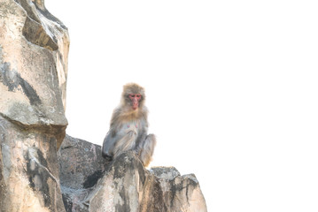 Fototapeta na wymiar 岩に座って遠い目のメス猿