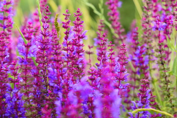 Obraz premium Sage flowers, Salvia officinalis
