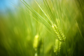 Young Green Wheat Crops Field Growing in Cultivated Plantation