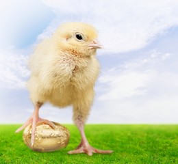 Easter, Easter Egg, Young Bird.