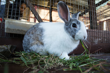 Rabbit