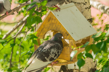 Pigeons around bird feeders