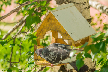 Pigeons around bird feeders