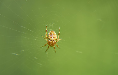 Паук-крестовик. Членистоногое животное (Aranaeus diadematus L.)