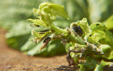 Личинка божьей коровки