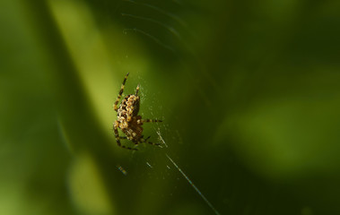 Паук-крестовик. Членистоногое животное (Aranaeus diadematus L.)