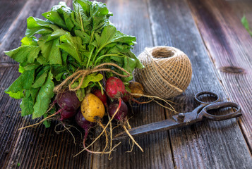 Bunch of fresh radish