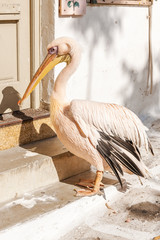 Petros the Pelican official mascot of Mykonos