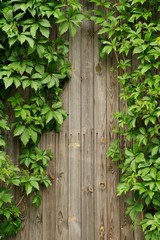 Old wooden wall covered with ivy copyspace