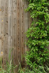 Old wooden wall covered with ivy copyspace