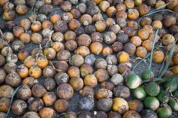 dried betel nut or areca nut
