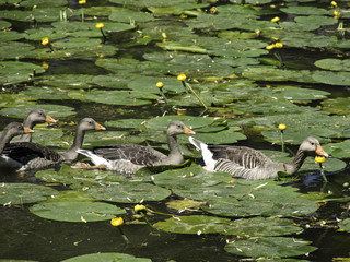 Gänse © Stephan Sühling