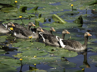 Gänse © Stephan Sühling