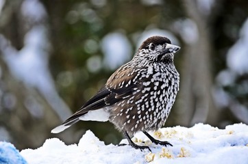 Winter bird
