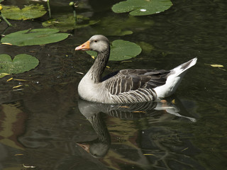 Gänse © Stephan Sühling