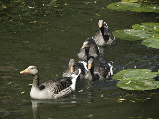 Gänse © Stephan Sühling