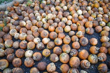 dried betel nut or areca nut