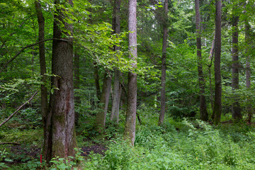 Old alder trees of Bialowieza Forest