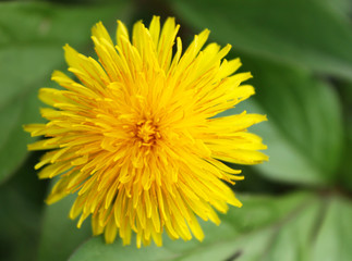 dandelion flower