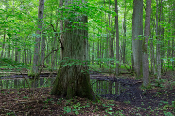 Summertime alder bog deciduous stand