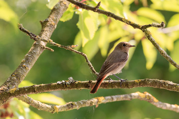 Fototapeta premium Gartenrotschwanz auf einem Ast