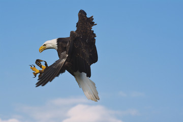 König der Lüfte – Adler, Seeadler, Weisskopfseeadler