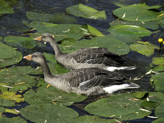 Gänse © Stephan Sühling