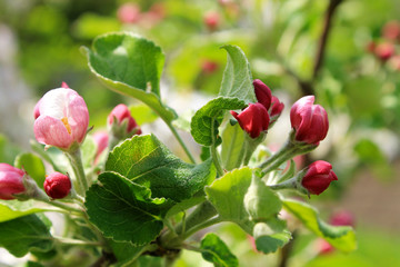 Obraz na płótnie Canvas flower buds of apple