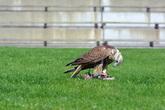K&ouml;nig der L&uuml;fte &ndash; Falke