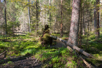 Broken tree roots partly declined inside coniferous stand