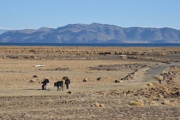 Altiplano. Bolivia