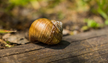 Weinbergschnecke