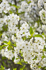 Kwitnąca gałązka wiśni  w pogodny wiosenny  dzień © IreneuszB