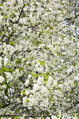 Kwitnąca gałązka wiśni  w pogodny wiosenny  dzień © IreneuszB