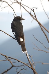 Bird on tree