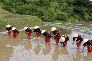 下赤坂の田植え
