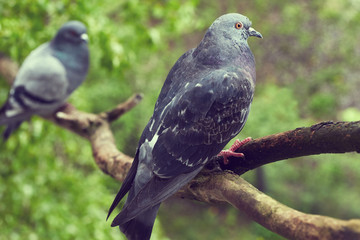 Beautiful two pigeons