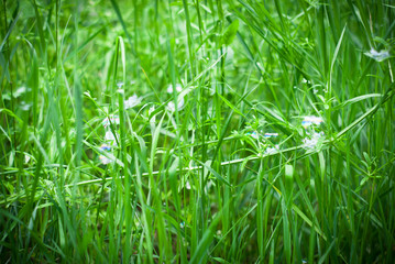 Soap bubbles on the green grass