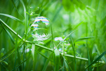 Soap bubble on the green grass