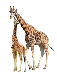 Naklejka premium Giraffes isolated on white background 