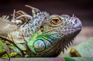 Close-up of a male Green Iguana (Iguana iguana). Green Iguana Reptile Portrait Closeup