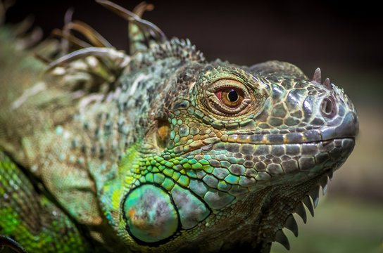 Close-up of a male Green Iguana (Iguana iguana). Green Iguana Reptile Portrait Closeup