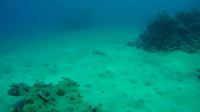 &nbsp;thornback guitarfish&nbsp;(Platyrhinoidis triseriata) Red sea 