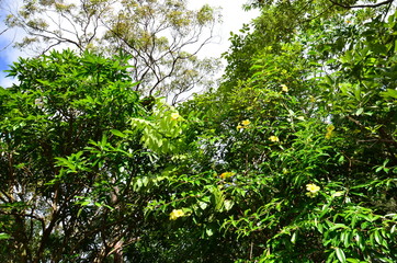 Foret pluviale de Kuranda, Australie