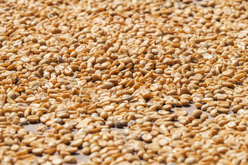young coffee beans dried by sun on a wooden floor in Guadeloupe