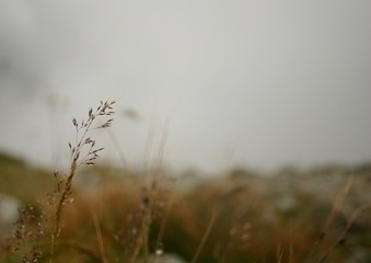 Obraz premium Misty day in the mountains