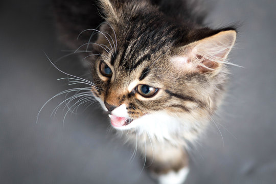 portrait of a kitten meowing