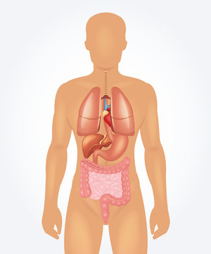 Vector man anatomy illustration