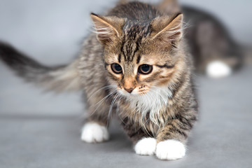 little fluffy kitten on a gray background