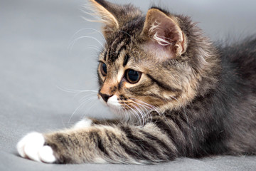 little fluffy kitten on a gray background